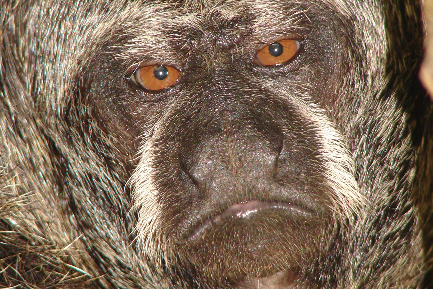 Mamíferos del Ecuador